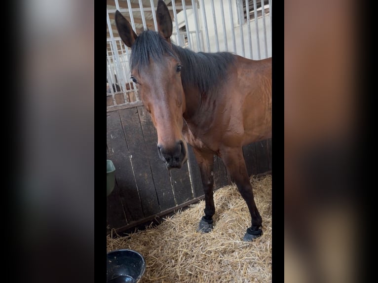 Cheval de sport irlandais Jument 4 Ans 168 cm Roan-Bay in Rhede