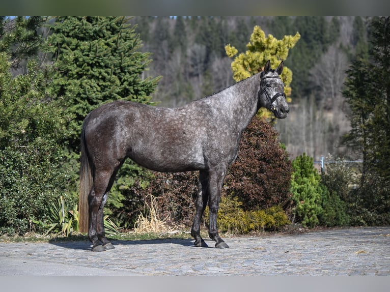 Cheval de sport irlandais Jument 4 Ans 169 cm Peut devenir gris in Bayrischzell
