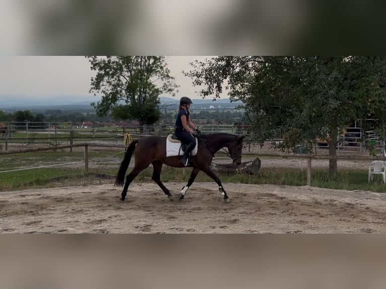 Cheval de sport irlandais Jument 4 Ans 170 cm Bai brun foncé in Pähl