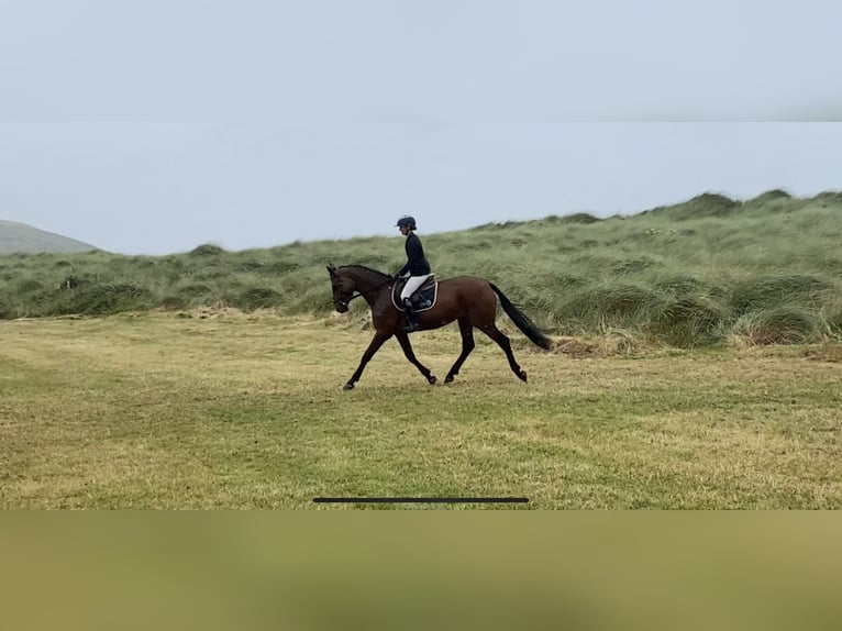 Cheval de sport irlandais Jument 4 Ans 170 cm Bai cerise in Lahardane