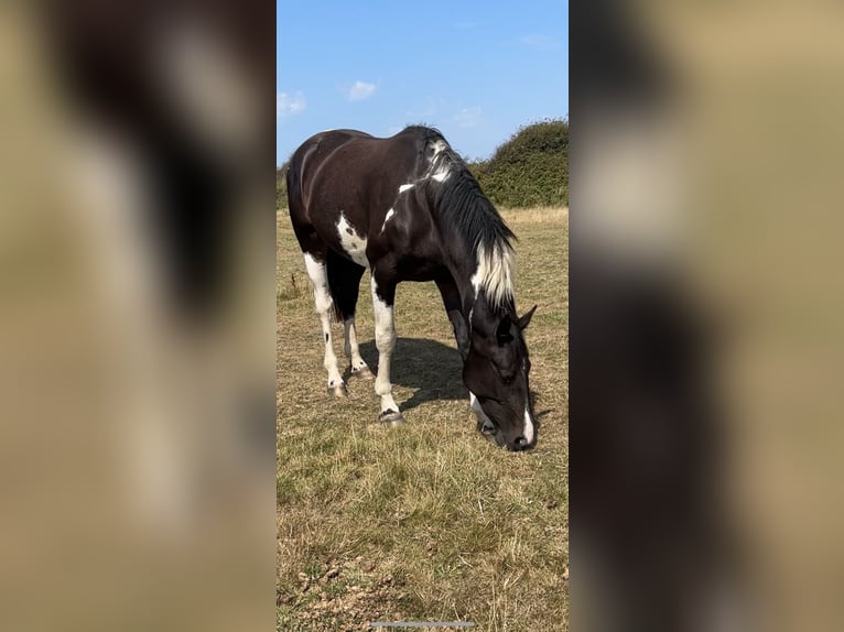 Cheval de sport irlandais Jument 4 Ans 170 cm Pinto in Pembrokeshire