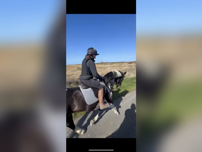 Cheval de sport irlandais Jument 4 Ans 170 cm Pinto in Pembrokeshire