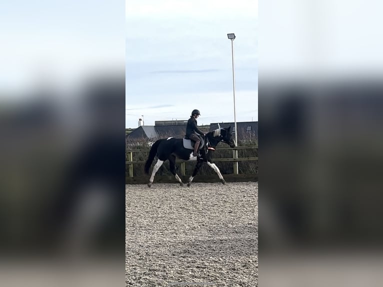 Cheval de sport irlandais Jument 4 Ans 170 cm Pinto in Pembrokeshire