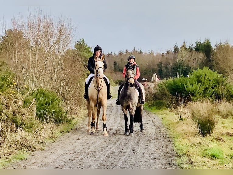 Cheval de sport irlandais Jument 4 Ans 172 cm Palomino in Mountrath
