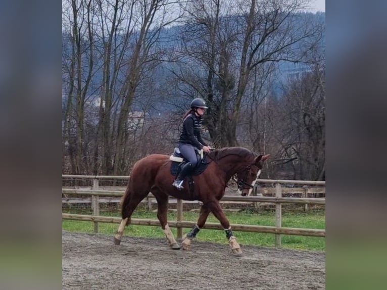 Cheval de sport irlandais Jument 4 Ans 175 cm Alezan brûlé in Gummern