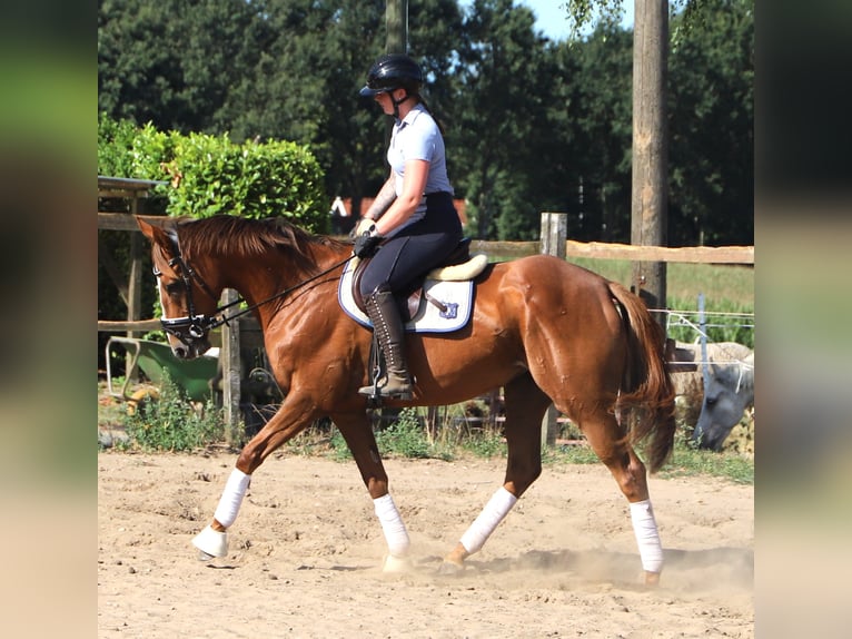 Cheval de sport irlandais Croisé Jument 4 Ans Alezan brûlé in Uelsen