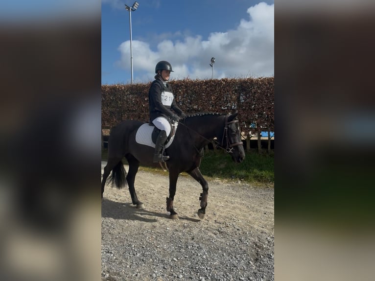 Cheval de sport irlandais Jument 5 Ans 145 cm Noir in Sligo