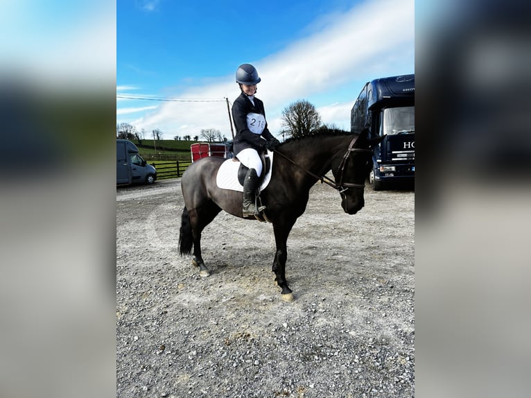 Cheval de sport irlandais Jument 5 Ans 145 cm Noir in Sligo