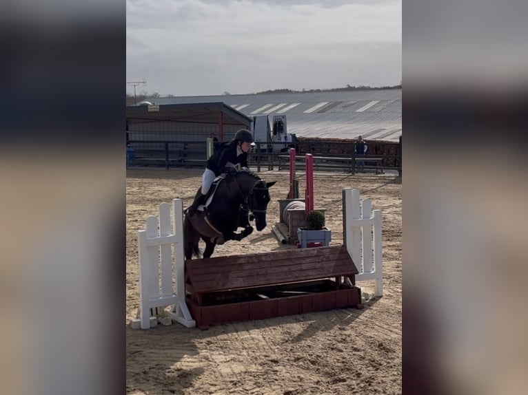 Cheval de sport irlandais Jument 5 Ans 145 cm Noir in Sligo