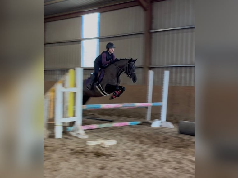 Cheval de sport irlandais Jument 5 Ans 145 cm Noir in Sligo