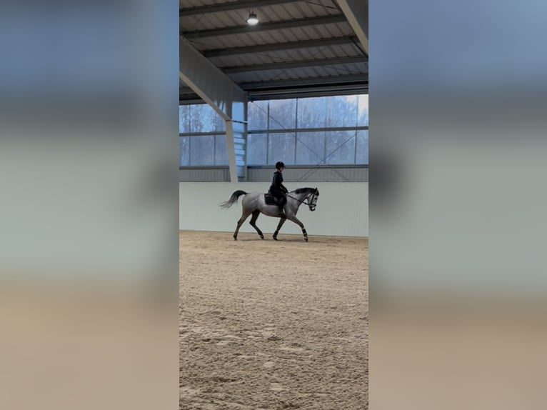 Cheval de sport irlandais Jument 5 Ans 148 cm Gris in Västra Götaland