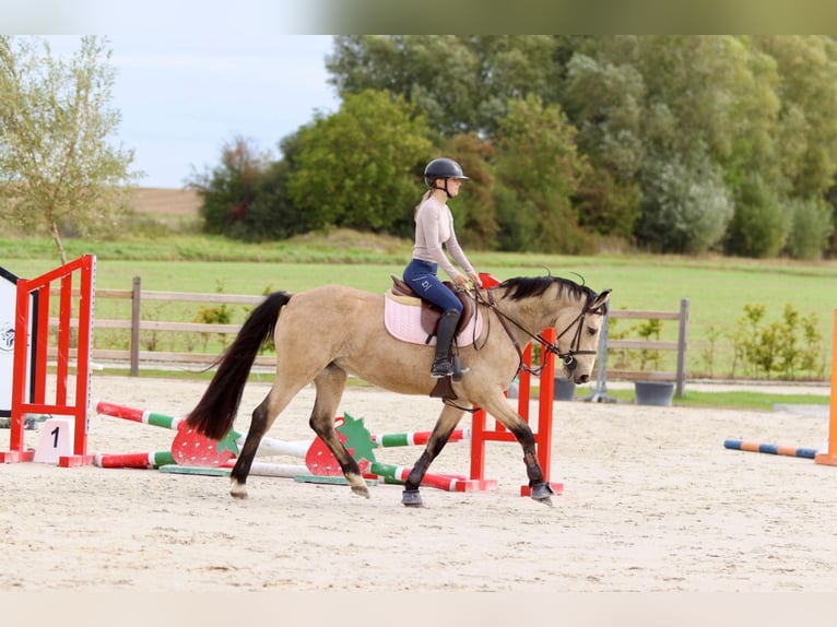 Cheval de sport irlandais Jument 5 Ans 151 cm Isabelle in Bogaarden