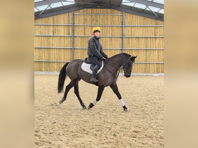 Cheval de sport irlandais Jument 5 Ans 152 cm Bai brun in Dublin