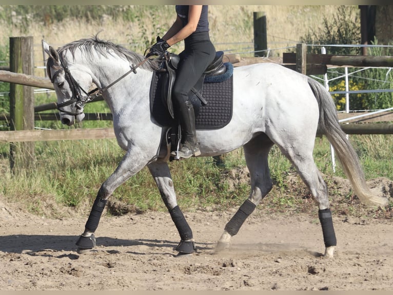 Cheval de sport irlandais Jument 5 Ans 156 cm Rouan bleu in Uelsen