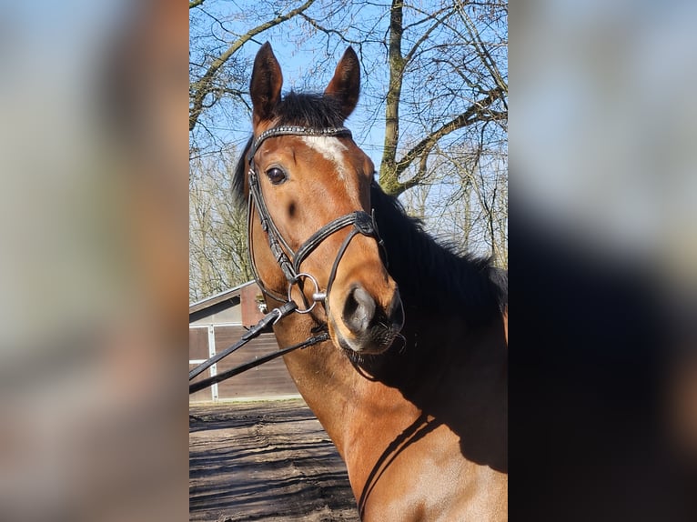 Cheval de sport irlandais Jument 5 Ans 158 cm Bai in Wachtendonk