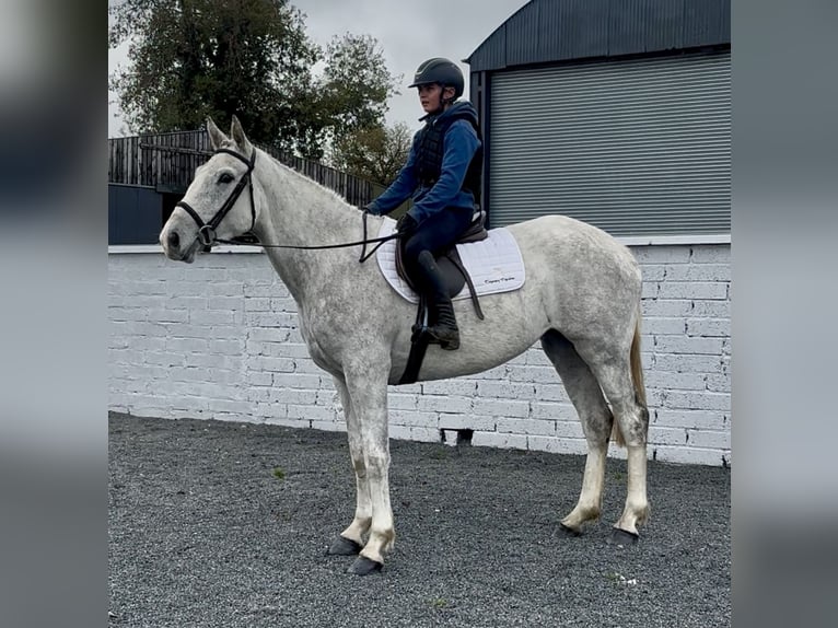 Cheval de sport irlandais Jument 5 Ans 158 cm Gris in Down