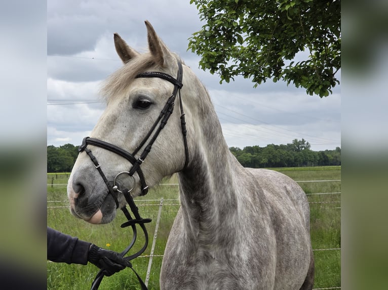 Cheval de sport irlandais Jument 5 Ans 159 cm Gris pommelé in Wachtendonk