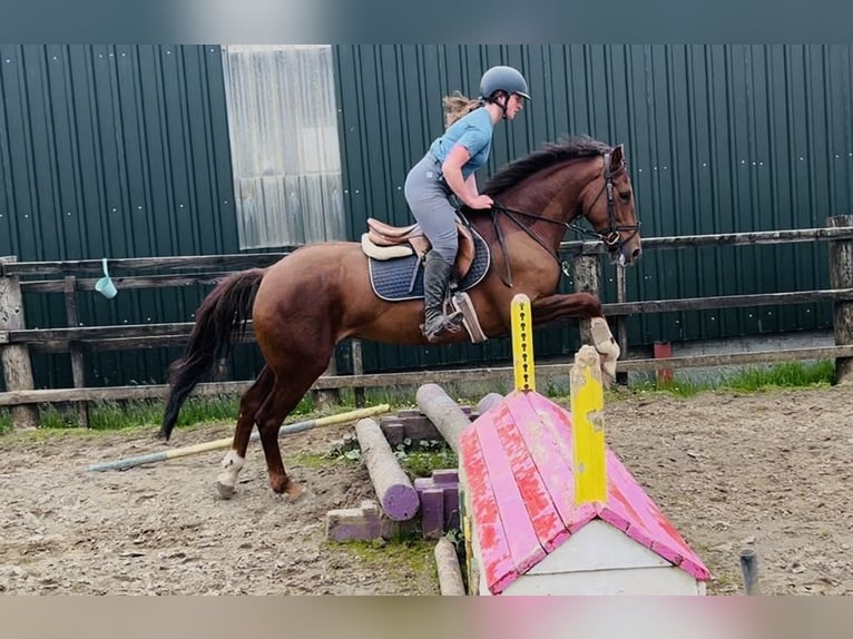 Cheval de sport irlandais Jument 5 Ans 160 cm Alezan brûlé in Sligo