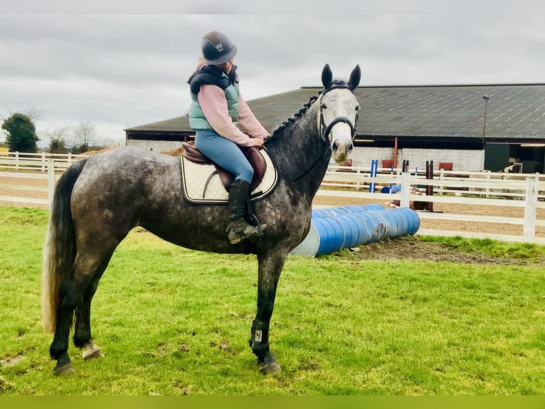 Cheval de sport irlandais Jument 5 Ans 160 cm Gris pommelé in Mountrath