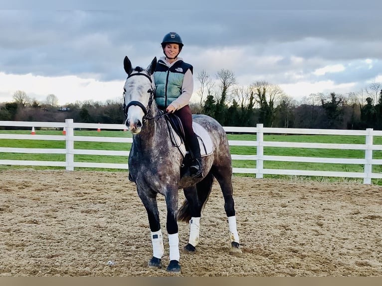 Cheval de sport irlandais Jument 5 Ans 160 cm Gris pommelé in Mountrath