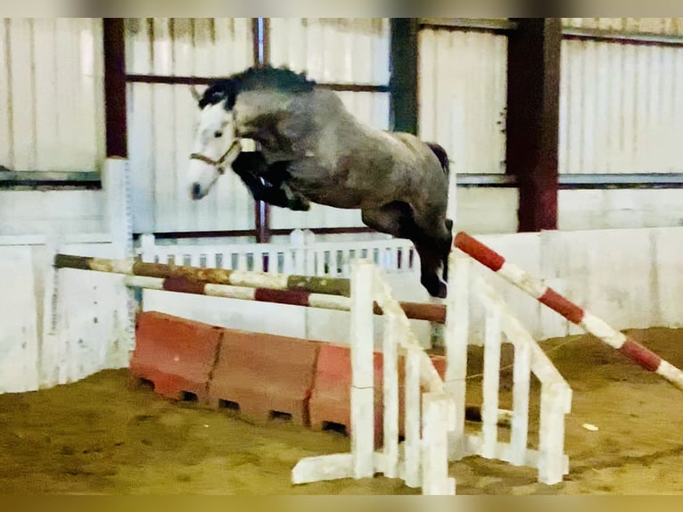Cheval de sport irlandais Jument 5 Ans 160 cm Gris pommelé in Mountrath