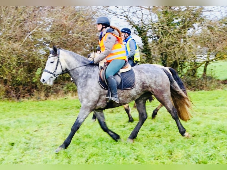 Cheval de sport irlandais Jument 5 Ans 160 cm Gris pommelé in Mountrath