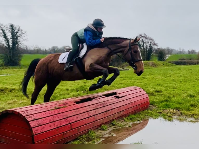 Cheval de sport irlandais Jument 5 Ans 162 cm Bai in Mountrath