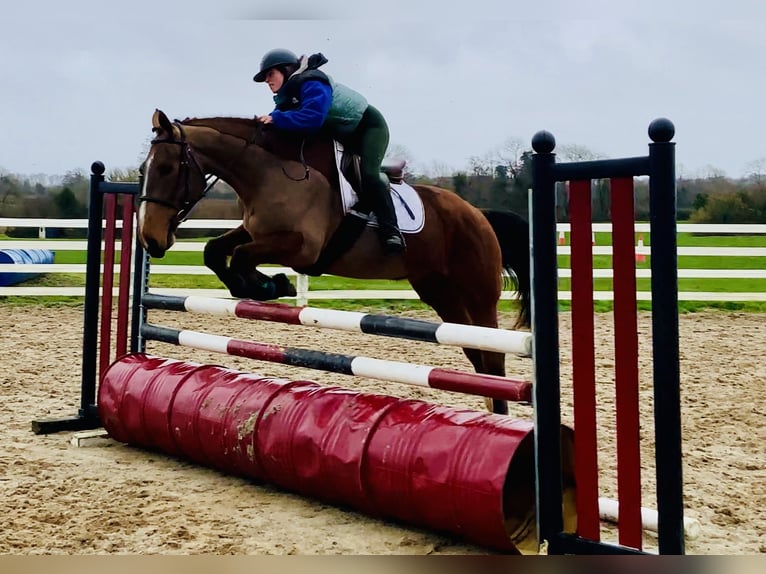 Cheval de sport irlandais Jument 5 Ans 162 cm Bai in Mountrath