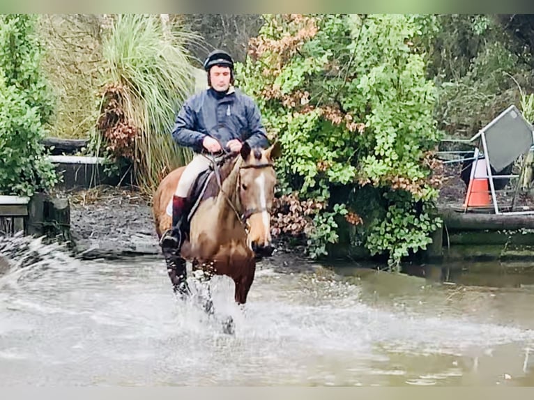 Cheval de sport irlandais Jument 5 Ans 162 cm Bai in Mountrath