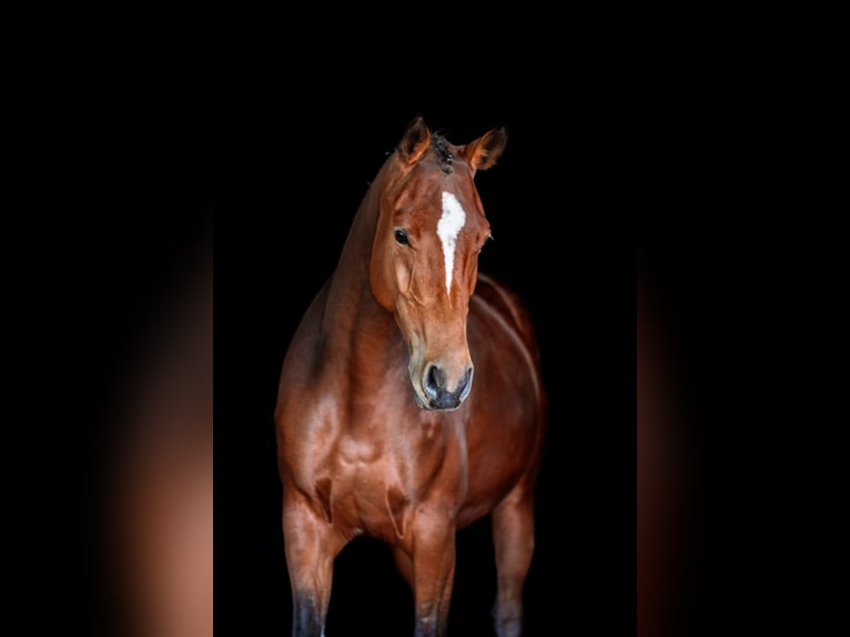 Cheval de sport irlandais Jument 5 Ans 162 cm Bai in Garsten