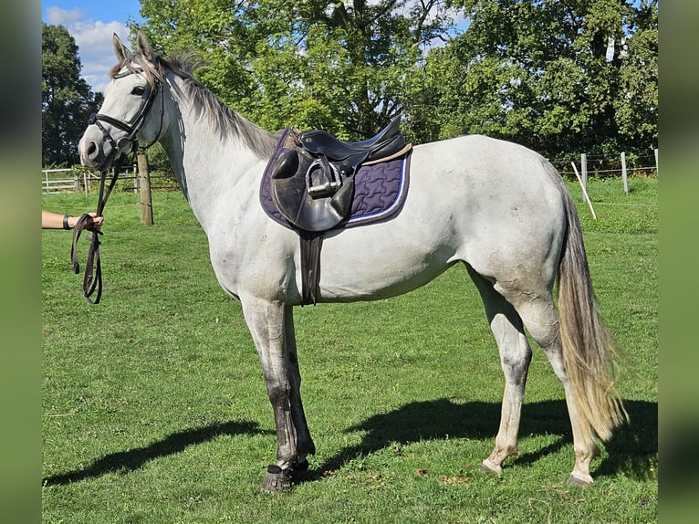 Cheval de sport irlandais Jument 5 Ans 162 cm Gris pommelé in Nettetal