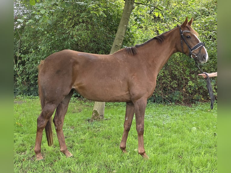 Cheval de sport irlandais Croisé Jument 5 Ans 163 cm Alezan brûlé in Wachtendonk