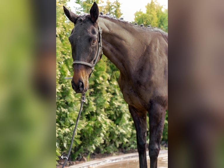 Cheval de sport irlandais Croisé Jument 5 Ans 163 cm Noir in Nettetal