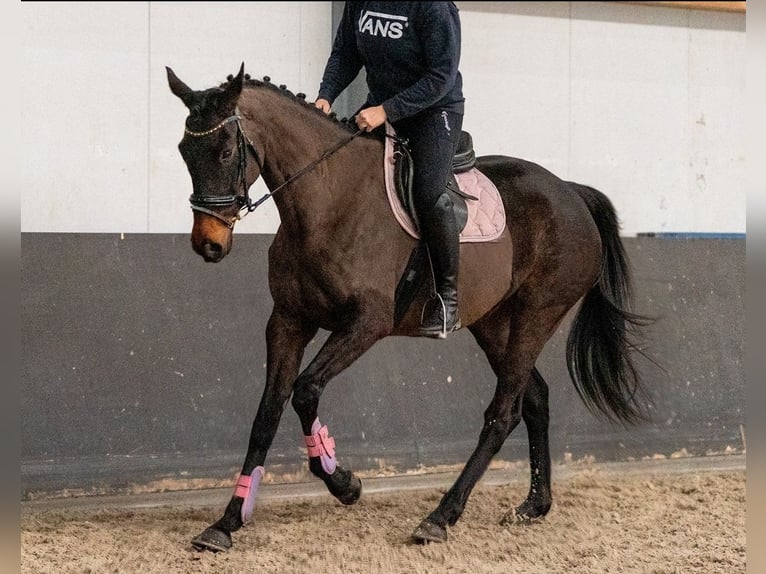 Cheval de sport irlandais Croisé Jument 5 Ans 163 cm Noir in Nettetal