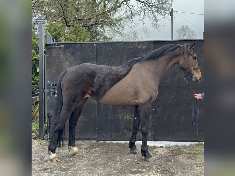 Cheval de sport irlandais Jument 5 Ans 164 cm Bai brun in Stockport