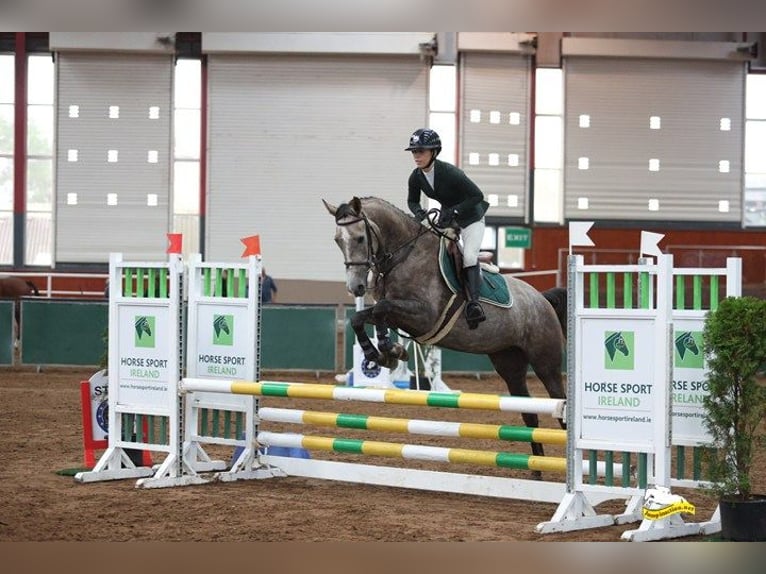 Cheval de sport irlandais Jument 5 Ans 164 cm Gris in Belmont