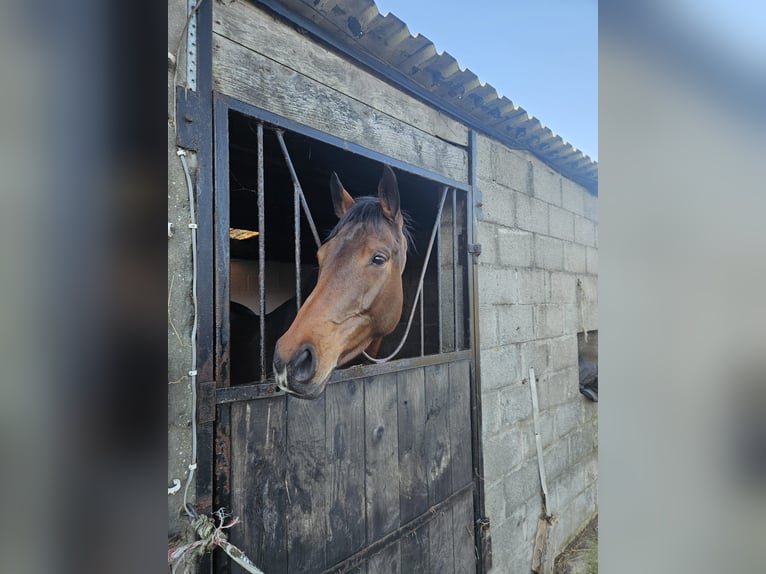 Cheval de sport irlandais Jument 5 Ans 165 cm Bai in NeuchingNeuching