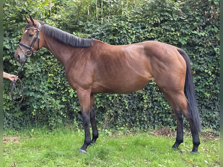 Cheval de sport irlandais Jument 5 Ans 165 cm Bai in Wachtendonk