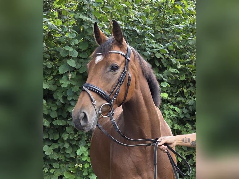 Cheval de sport irlandais Jument 5 Ans 165 cm Bai in Wachtendonk