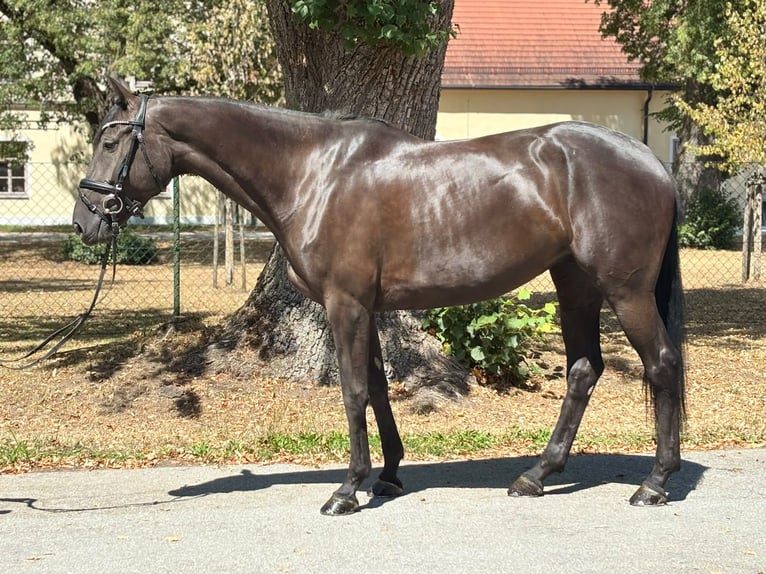 Cheval de sport irlandais Jument 5 Ans 167 cm Noir in Stadl-Paura