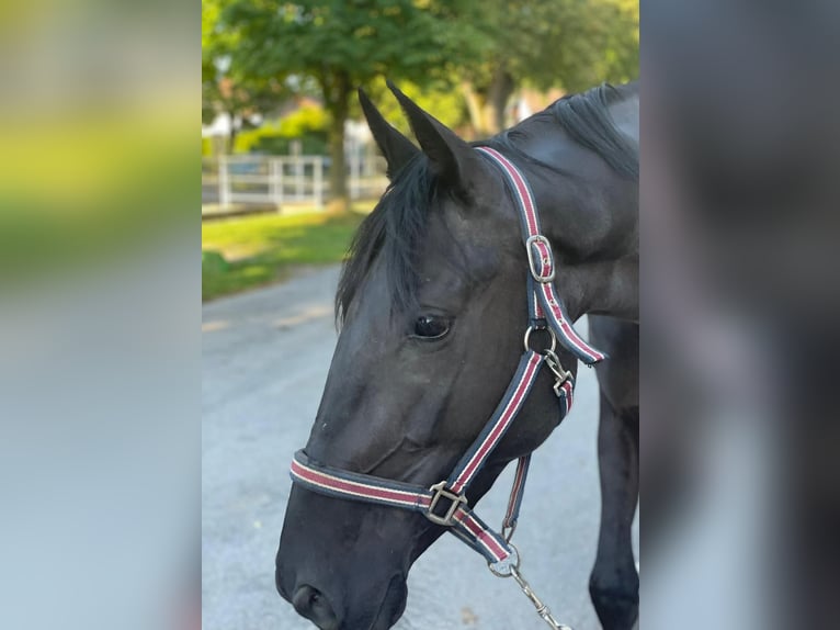 Cheval de sport irlandais Jument 5 Ans 167 cm Noir in Stadl-Paura