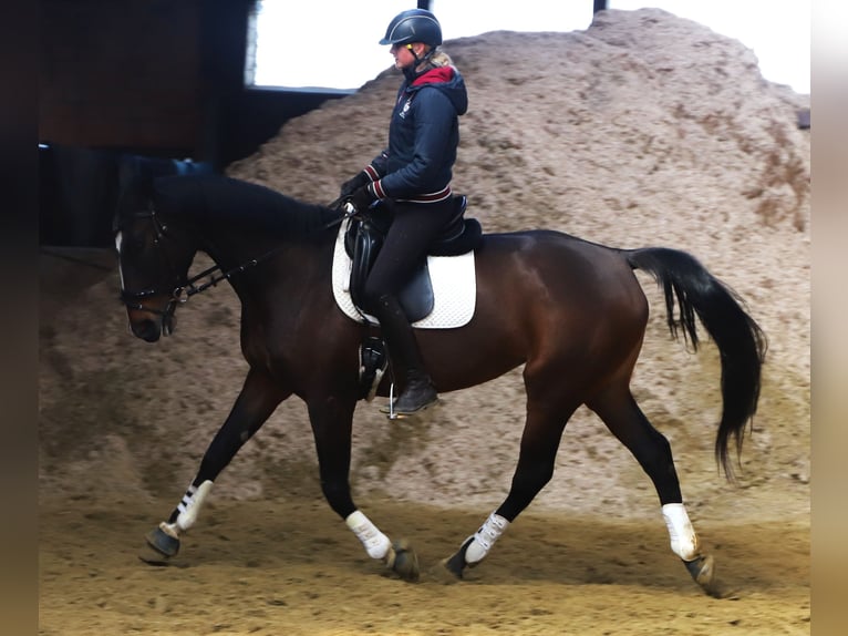 Cheval de sport irlandais Croisé Jument 5 Ans 168 cm Bai brun in Uelsen