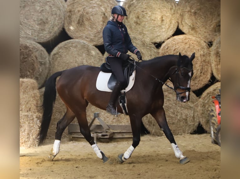 Cheval de sport irlandais Croisé Jument 5 Ans 168 cm Bai brun in Uelsen