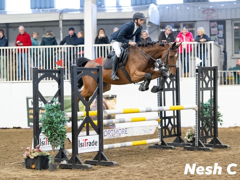 Cheval de sport irlandais Jument 5 Ans in GROTE BROGEL