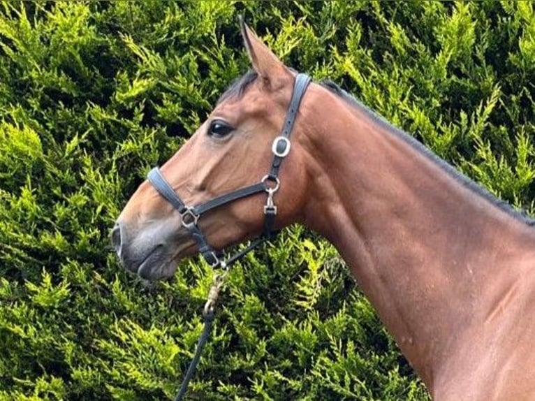 Cheval de sport irlandais Jument 5 Ans in GROTE BROGEL