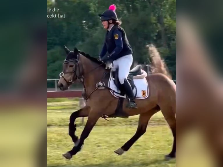Cheval de sport irlandais Jument 6 Ans 146 cm Isabelle in Ottenhöfen im Schwarzwald