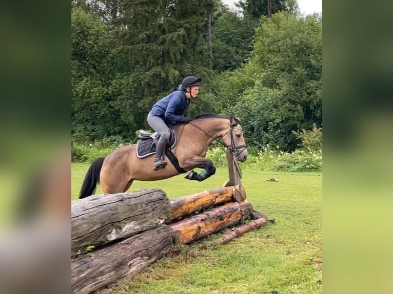 Cheval de sport irlandais Jument 6 Ans 146 cm Isabelle in Ottenhöfen im Schwarzwald