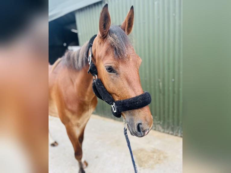 Cheval de sport irlandais Jument 6 Ans 148 cm Bai cerise in Sligo