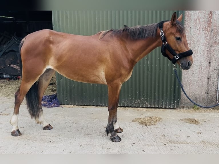Cheval de sport irlandais Jument 6 Ans 148 cm Bai cerise in Sligo