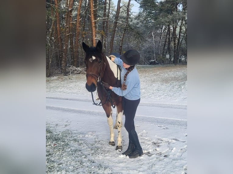 Cheval de sport irlandais Jument 6 Ans 152 cm Pinto in Werlte